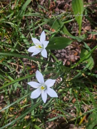 Vogelmelk [Ornithogalum]